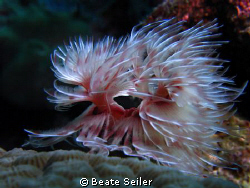Christmas tree worm in motion , taken at Wakatobi with Ca... by Beate Seiler 